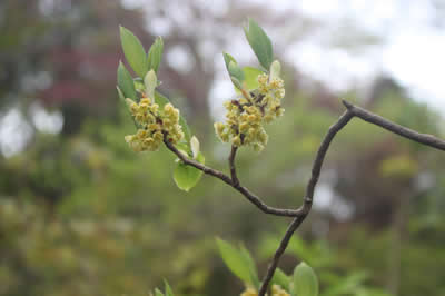 枝の先に葉と花がついています。黄緑色の小さな花です。