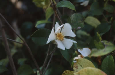 白い花です。中心部は黄色くなっています。