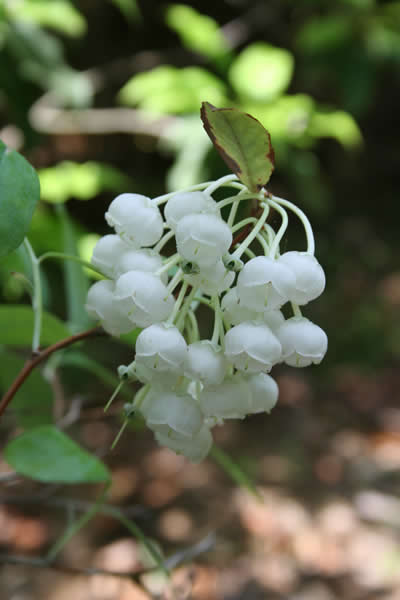白くて丸い小さな花が、鈴なりに垂れるようにたくさん咲いています。