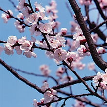 木の枝に小さいピンク色の花を付けています。花の中心部は赤色です。