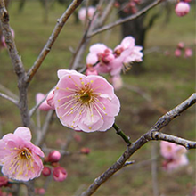 木の枝に小さいピンク色の花を付けています。花の中心部は黄色です。