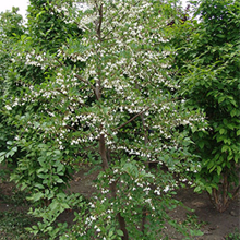 木の枝には小さい葉が多くついており、小さい白い花も見えます。