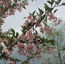 木の枝にぶら下がるように、小さいピンクの花を付けています。