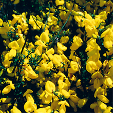 明るい黄色の花です。