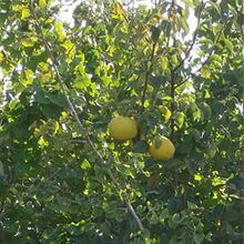 木の枝には葉と共に、黄色くて丸い実がなっています。