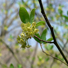 木の枝に葉と共に小さな黄緑色の花がまとまって咲いています。