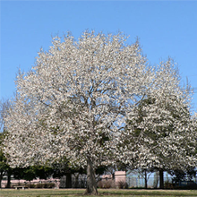 枝を大きく広げた高い木です。白い花が多くついているため、木全体が白く見えます。