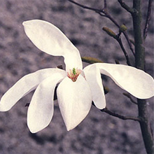 白い花です。花びらは6枚あります。