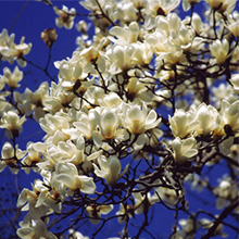 木の枝の先に、白い花をたくさん付けています。