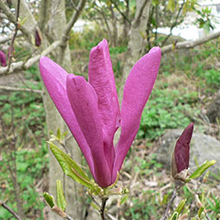 濃いピンクの花です。細長い花びらが特徴的です。