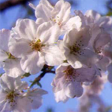 白に近いピンク色の花です。花びらは5枚ついています。