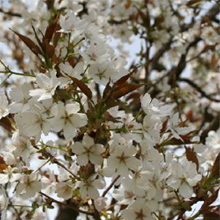 白い桜の花です。花びらは5枚ついています。