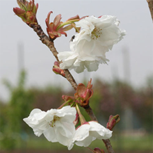 真っ白な桜です。