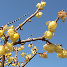 枝に黄色くて丸みのある花が咲いています。