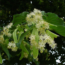 細い黄緑色の花びらの花です。