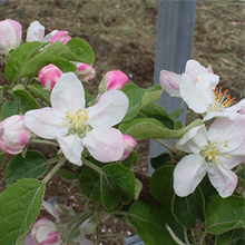 地面近くに少しピンクがかった白い花をつけています。花びらは5枚です。