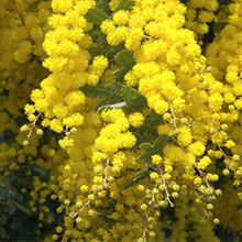丸くて黄色い花が垂れ下がるように咲いています。