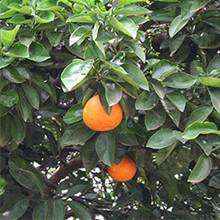 濃い緑の葉の下に、オレンジ色の実がついています。