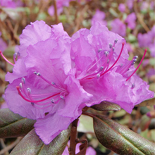 鮮やかな紫色の花です。