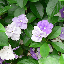 紫と白の小さい花が、2つで1セットのように咲いています。