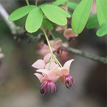 薄いピンク色の花が下向きについています。