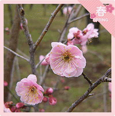 細い枝にピンク色の花が咲いています。奥には、花より濃い色のつぼみも見えます。