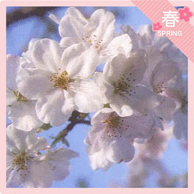 白に近いピンク色の花です。花びらは5枚ついています。