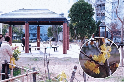 公園の様子です。中央には屋根付の休憩所があります。右下には黄色い花を付けた木の写真が大きく載っています。