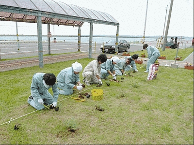 海の見える道路沿いの広場で、7人の人が作業着を着て、一列になって植栽しています。