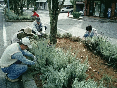 道路中央の花壇に木が植えられており、その下で植物の手入れを行っています。