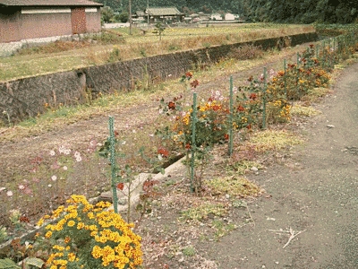 道ばたに、黄色や赤の花が植えられています。