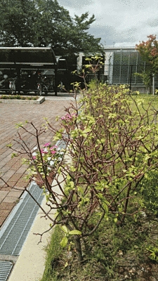花壇に低い木が植えられています。左側は広場になっており、広場と花壇の間の側溝の上にはプランターが置かれており、ピンクや白の花が植えられています。