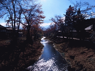 中央に川が流れており、川岸には高い木が生えています。川には日の光が反射し、キラキラと輝いています。