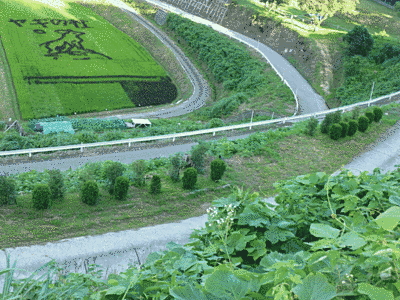 上の方からの写真です。下の田んぼには、植物で「ヤギの社」という文字とヤギの絵が描かれています。