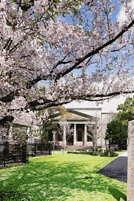 奥に白い建物が写っており、手前には桜が咲いています。
