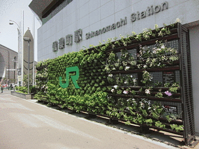 JR信濃町駅の壁に、棚が設けられ、緑が棚全体に広がっています。また、紫や白の花が咲いているのも見ることが出来ます。