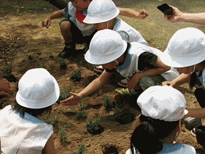 白い帽子をかぶった小さい子供たちが植栽をしています。