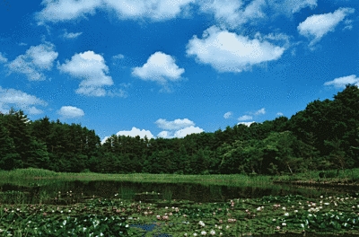 明るい空と湖が目に入ります。木に囲まれた湖の上には緑の葉っぱや花が浮かんでいます。