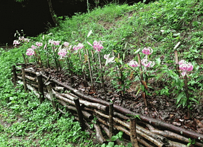 森林の中の様子です。木で作った花壇のような場所に鮮やかなピンクの花が1列に植えられています。