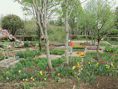 広い庭のような場所に道があり、周りには黄色、赤、ピンク、オレンジなど色とりどりの花と木が植えられています。