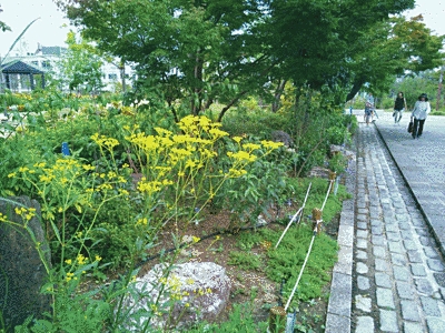 右側に道、左側に花壇が写っています。花壇には緑が豊かで、黄色い花も咲いています。
