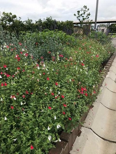 葉っぱの中に、赤と白の小さな花が見えます。