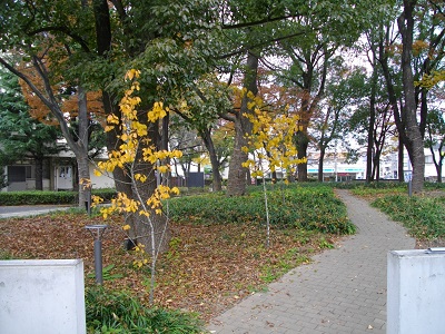木々が立ち並び、中央右よりには小道があります。全体的に明るく緑豊かです。2本の低い木が、道の左側で黄色い葉っぱを付けています。
