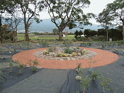 中心部に茶色と白の石畳を用いたスペースがあり、その真ん中には植物が植えられています。石畳の外側にもいくつか植えられています。