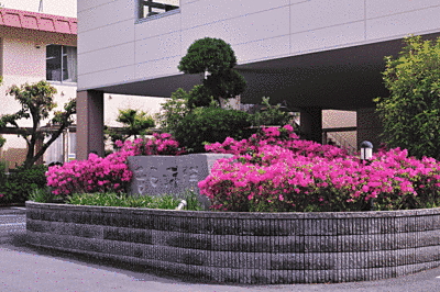 吉田病院の花壇に、鮮やかなピンク色の花が植えられています。