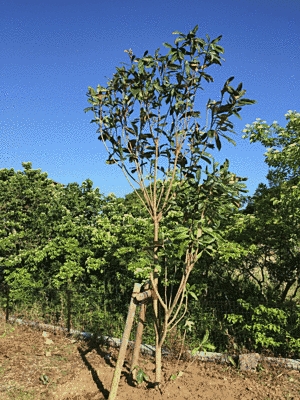 手前に1本のやや高い木があり、後ろには木々が生い茂っています。