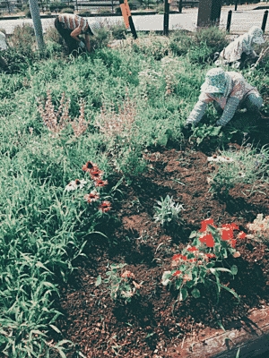 ガーデンスペースで作業している方がいます。赤やピンクの花、緑の草があり、鮮やかです。