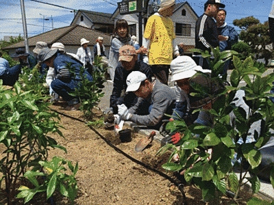 多くの人が良い香りのする植物の苗を植えています。