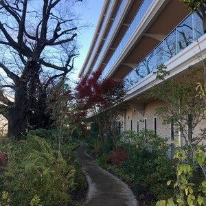中央部に小道があり、両側に植物が見えます。右側は少しの植物を挟んで建物があります。左側には高い木も生えています。緑だけでなく、赤色や黄色もみつけることが出来ます。