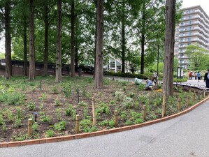 公園の一角の様子です。奥にはマンションが見えます。手前の歩道横のガーデニングスペースには高い木が何本か生えており、低い草も生えています。